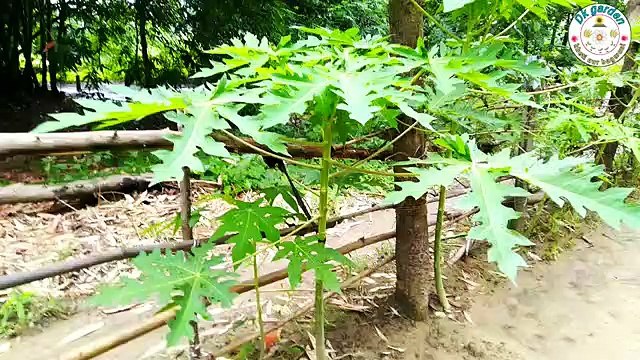 पपीते की बुवाई या कलम पपीते की खेती %E0%A4%AA%E0%A4%AA%E0%A5%80%E0%A4%A4%E0%A5%87_%E0%A4%95%E0%A5%80_%E0%A4%95%E0%A4%B2%E0%A4%AE_%E0%A4%95%E0%A5%88%E0%A4%B8%E0%A5%87_%E0%A4%AC%E0%A4%A8%E0%A4%BE%E0%A4%8F%E0%A4%82_%E0%A5%A4_%E0%A4%AA%E