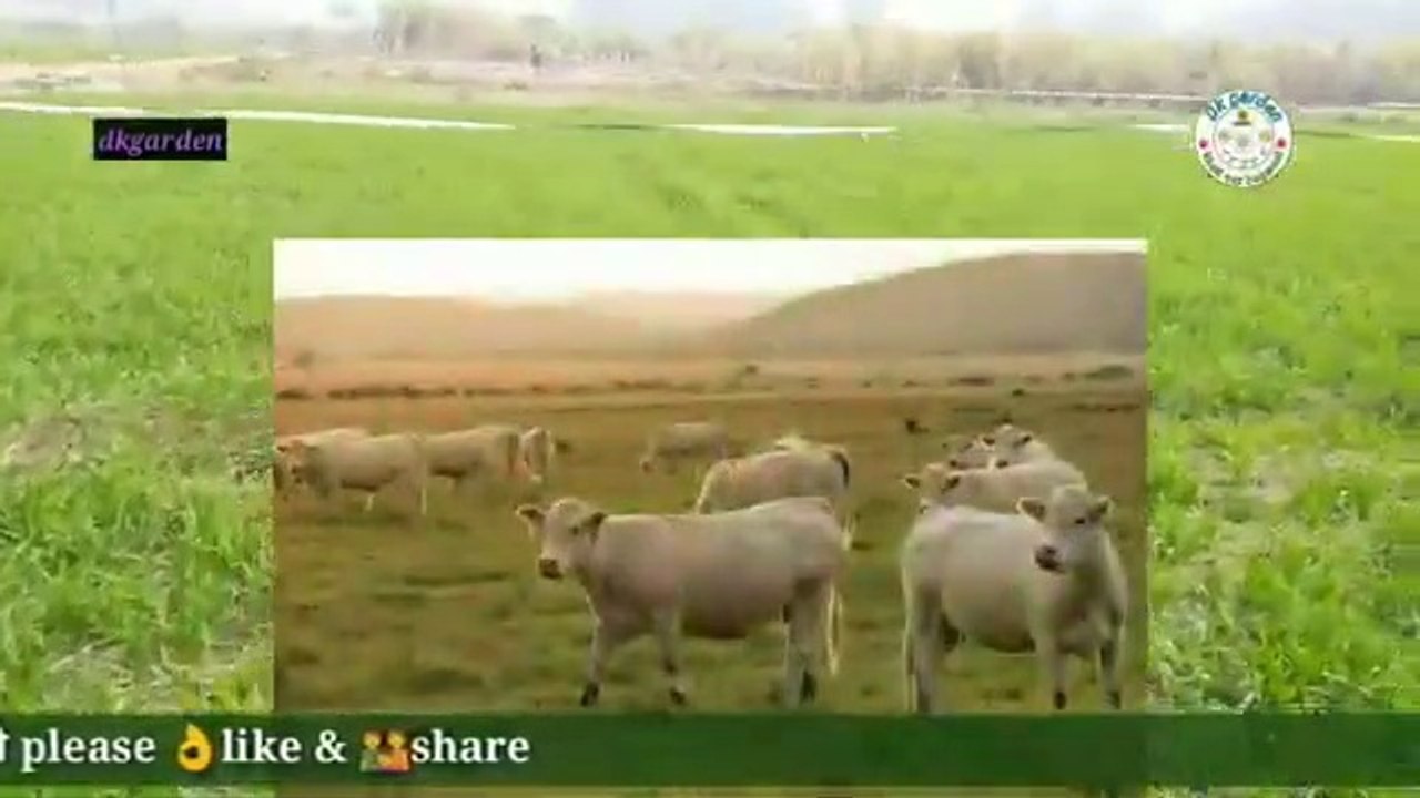 नील_गाय_और_जानवरों_से_कैसे_बचाए_फसल?#bonefrtilizer#savecropidea(360p)
