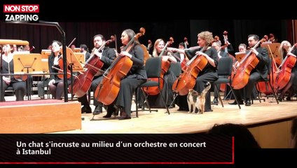 Un chat s'incruste au milieu d'un orchestre en concert à Istanbul (vidéo)
