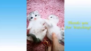 Funny cat- cat videos funny - Animals and pets Compilation