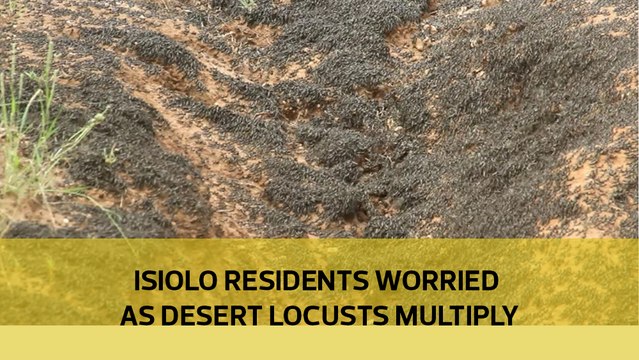 Isiolo residents worried as desert locusts multiply