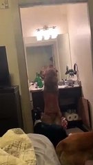 Dog's First Time Ever Seeing Himself in a Mirror