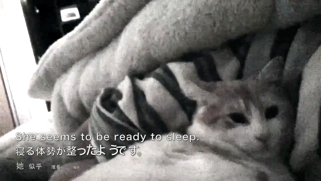 2020#23 Cat occupying bed.