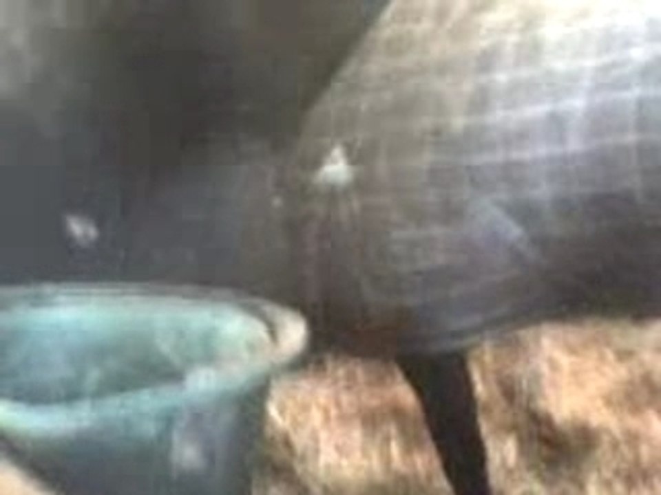 Cheval danse