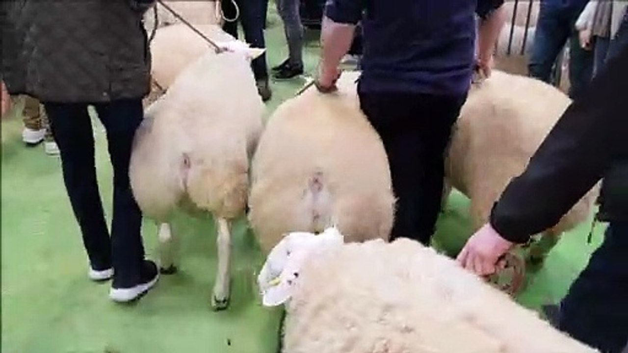 Salon de l'agriculture : zoom sur le concours ovin Texel auquel participe la famille Lacroix de Chef Haut près de Mirecourt