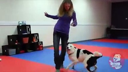 Super cute  Dog, Dog show