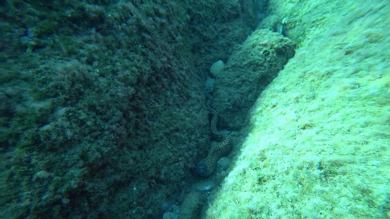Murène de Méditerranée en pleine eau.