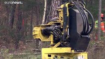 Tesla: per fare le auto elettriche abbatte la foresta