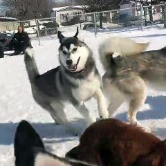 Les chiens s'amusent