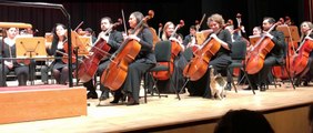 Un chat se balade au milieu de l'orchestre en plein concert !