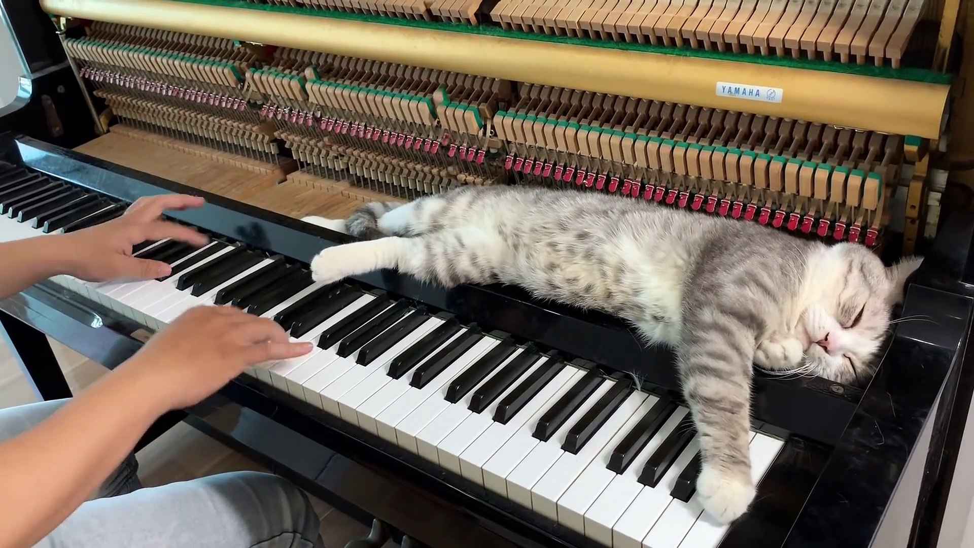 Allongé sur le piano ce chat dort pendant la musique ! - Vidéo Dailymotion