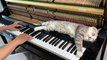 Allongé sur le piano ce chat dort pendant la musique !