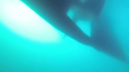 Grosse frayeur pour ce plongeur frôlé par un cargo