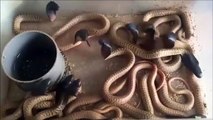 Ces bébés cobras ont attrapé la grippe! Tellement drole