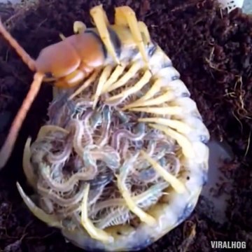Ce mille-pattes et ses centaines de bébés sont terrifiants