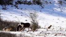 Entouré de loups, ce cheval se roule dans la neige tranquillement