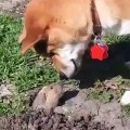 Tête à Tête adorable entre un chien et une taupe