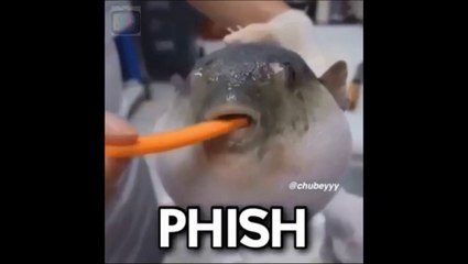 Pufferfish Eating Carrot Meme Compilation