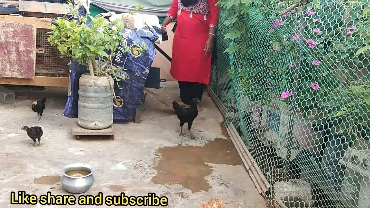 Mottai maadi kozhi valarpu in tamil /daily routine /tamil channel /indian koli newss/vedio. 12