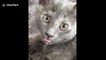 Cat-kira? UK cat's tongue is reminiscent of Shakira's Super Bowl zaghrouta