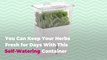 You Can Keep Your Herbs Fresh for Days With This Self-Watering Container