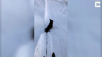 Dog needs a little help after massive dumping of snow Funny Video