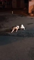 Dog doesnt let a fight break out between 2 cats Funny Video