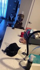 Dog Teaches Lesson in Persistence Funny Video