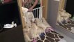 dog mother teaches her 8 weeks old puppies to be calm Funny Video