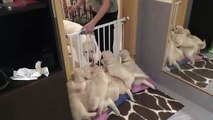 dog mother teaches her 8 weeks old puppies to be calm Funny Video
