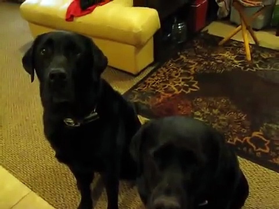 Funny Dog snitches on sibling. Who stole the cookie Funny Video