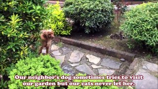 Our cats never let the neighbors dog enter our garden Funny Video