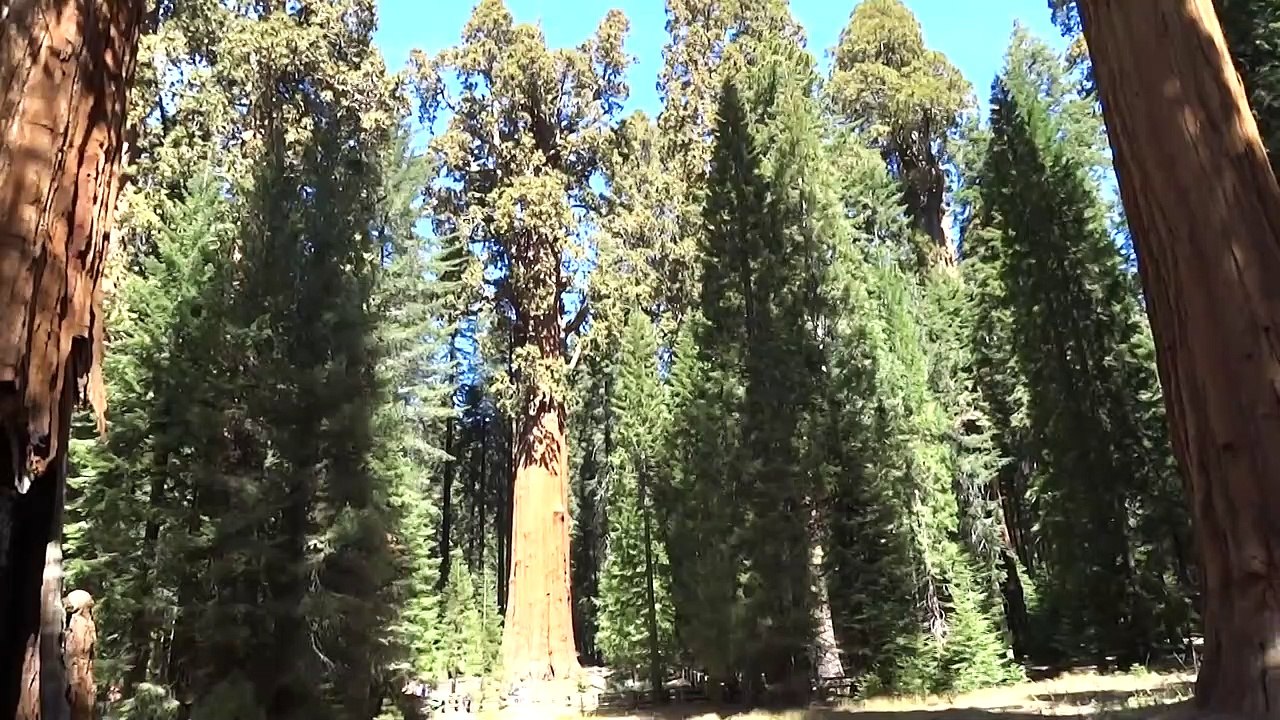 Incredible View Of General Sherman Tree, Sequoia National Park