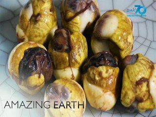 Amazing Earth: What are the health benefits of balut quail eggs or "pugolot?"