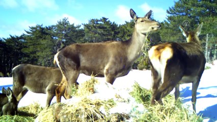 Kızıl geyiklerin beslenme anları fotokapanla görüntülendi - KÜTAHYA