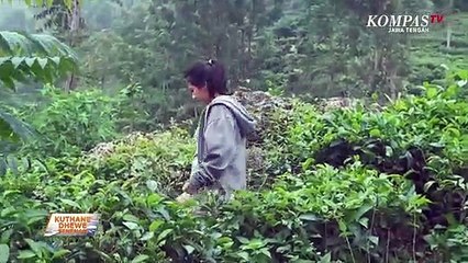 Kebon Teh Medini, Koyok Ana ing Negeri Awan