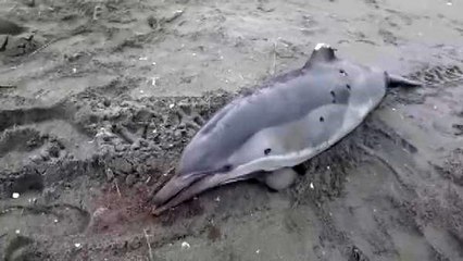 Kurşun sıkılan yunuslar kıyıya vurdu