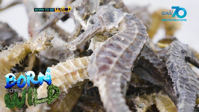 Born to be Wild: Seahorse trade in the Philippines