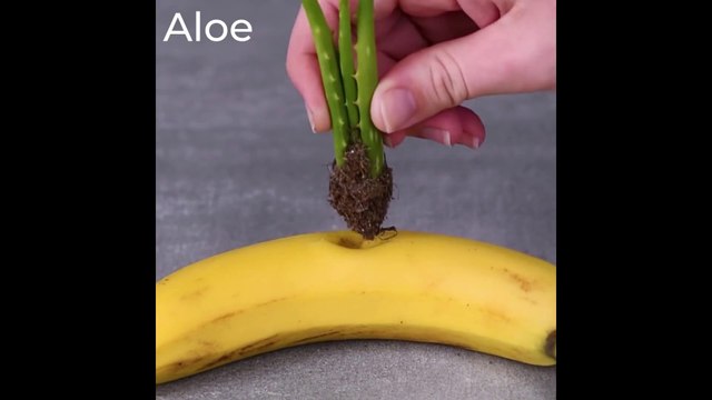 Top 12 Indoor Gardening Hacks That Make You Throw Your Hands up and Sprout!