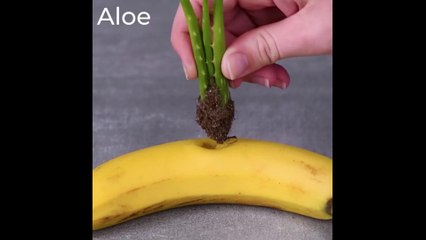 Top 12 Indoor Gardening Hacks That Make You Throw Your Hands up and Sprout!