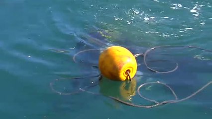 Pescando basura en el puerto de Vigo