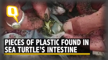 Download Video: Dead Turtle Found With Pieces of Plastic in Its Intestines | The Quint