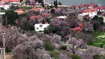 Marmaris'te badem ağaçları çiçek açtı - MUĞLA