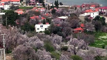 Marmaris'te badem ağaçları çiçek açtı - MUĞLA