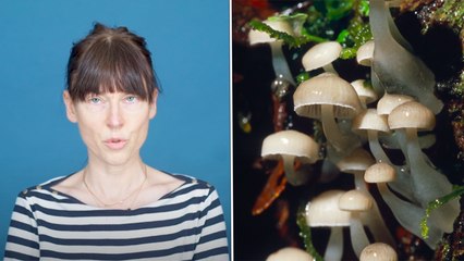 C'est quoi la médecine psychédélique ? | Le Simple de Stéphanie Chayet