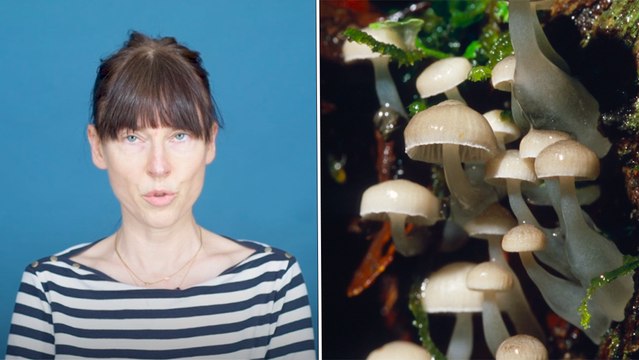 C'est quoi la médecine psychédélique ? | Le Simple de Stéphanie Chayet