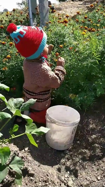 Boy video picking fresh flowers from farm
