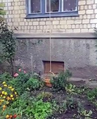 Un chat prend l'ascenseur pour rentrer à la maison