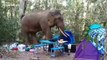Wild elephant tramples through camp site before stealing bag of food in Thailand