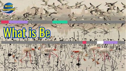 Beauty of nature || funny moments of animals